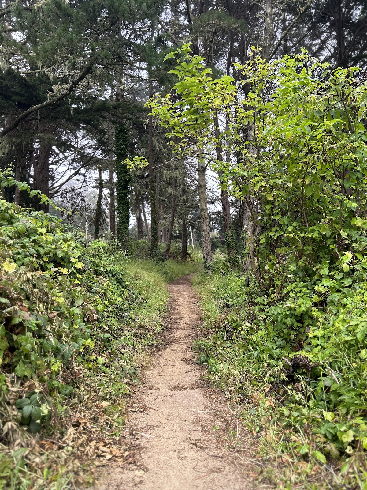 Farallone Creek