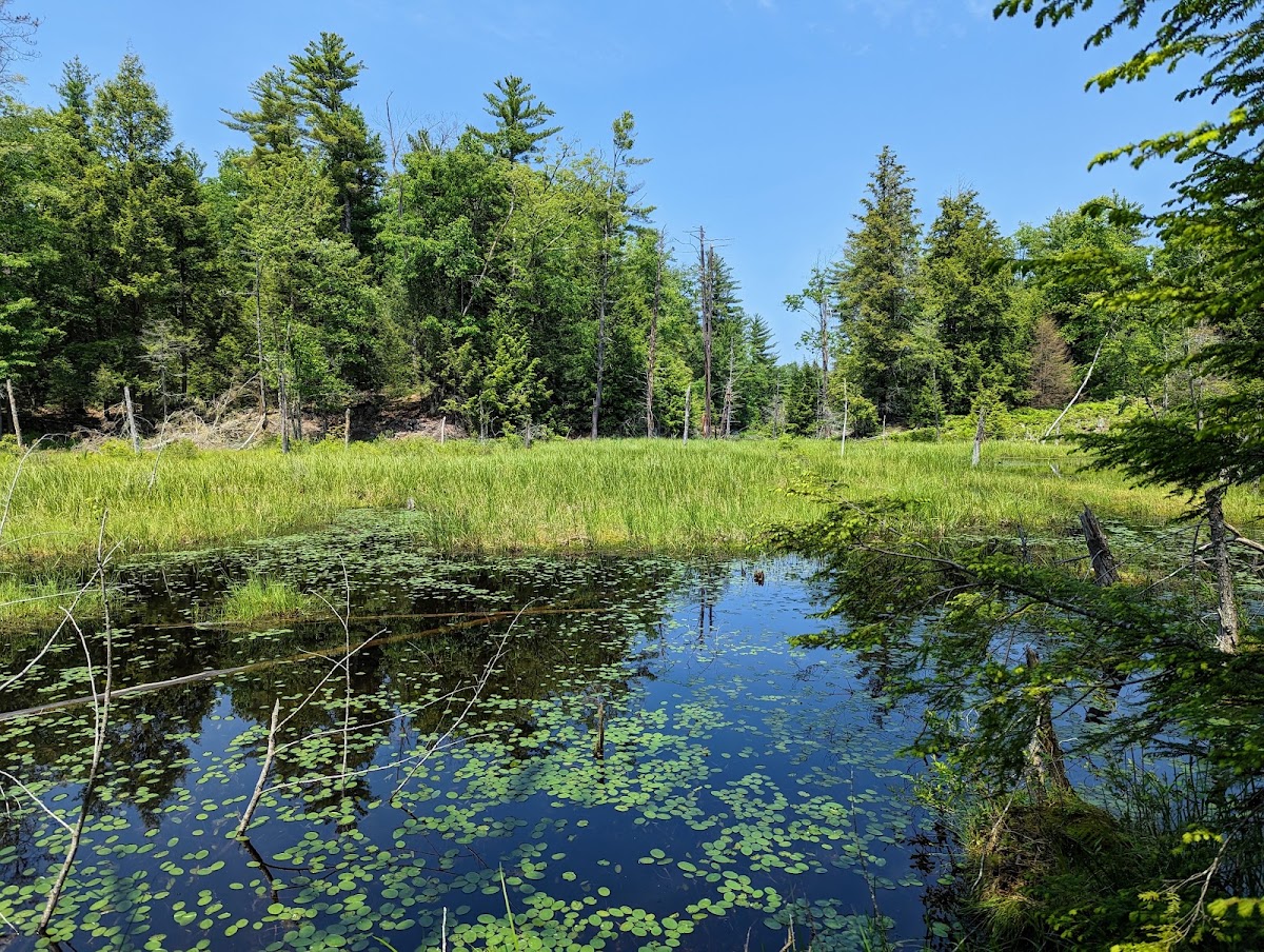 A Harlan Calef Isinglass Preserve
