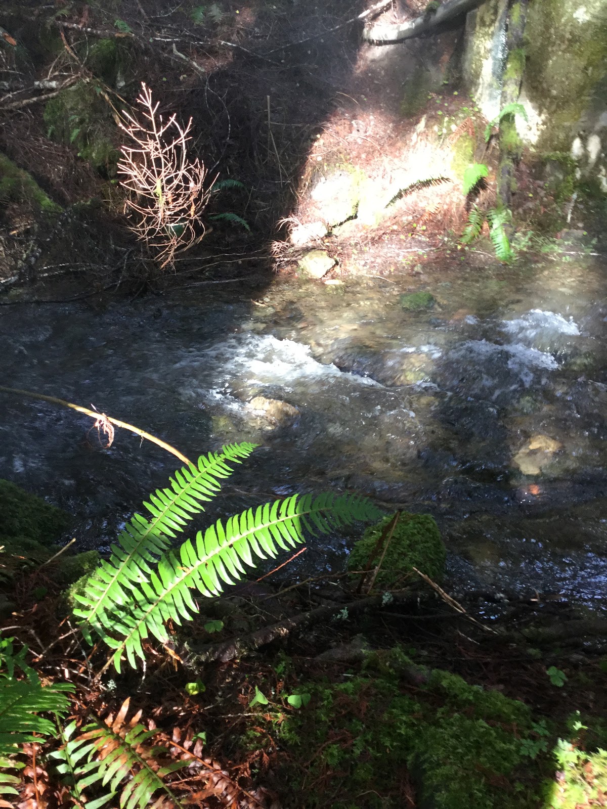 Tenas Creek