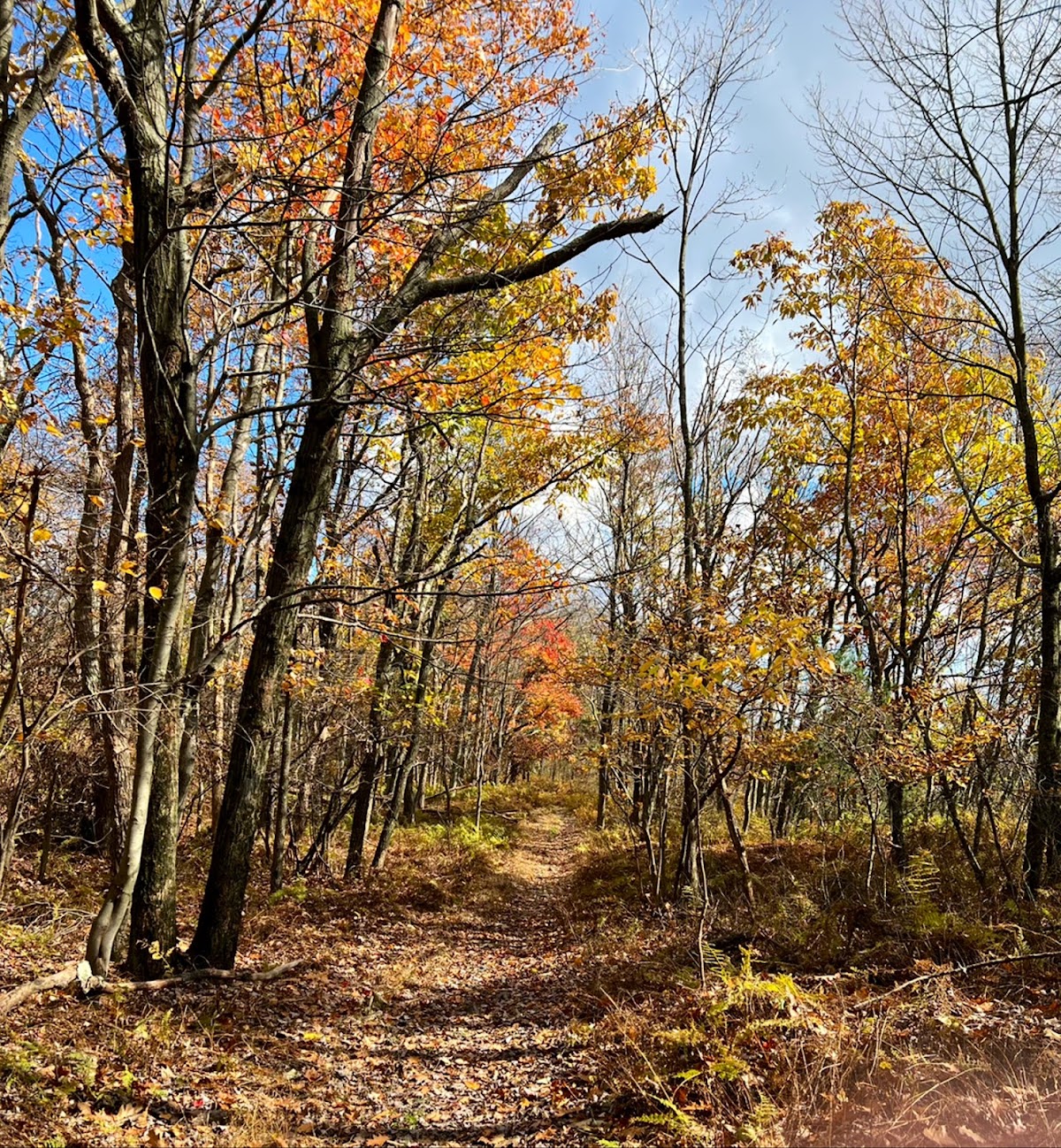 Bypass Trail