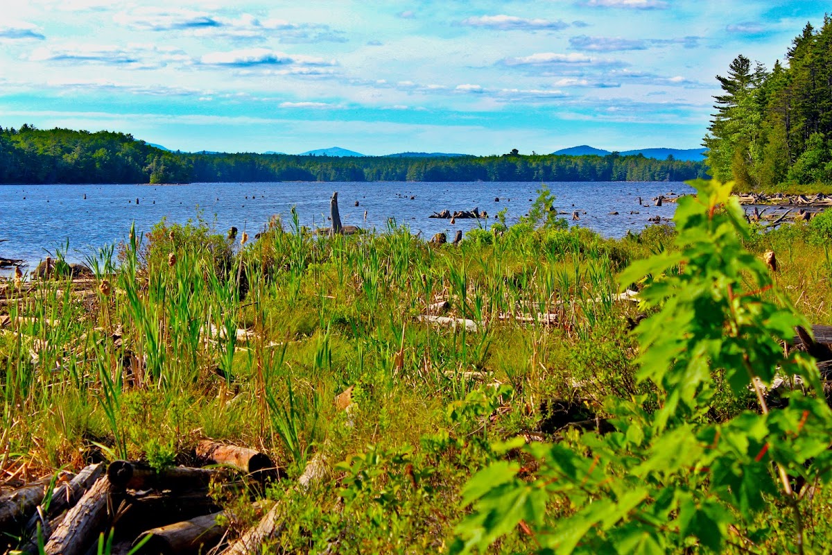 Dolby Pond
