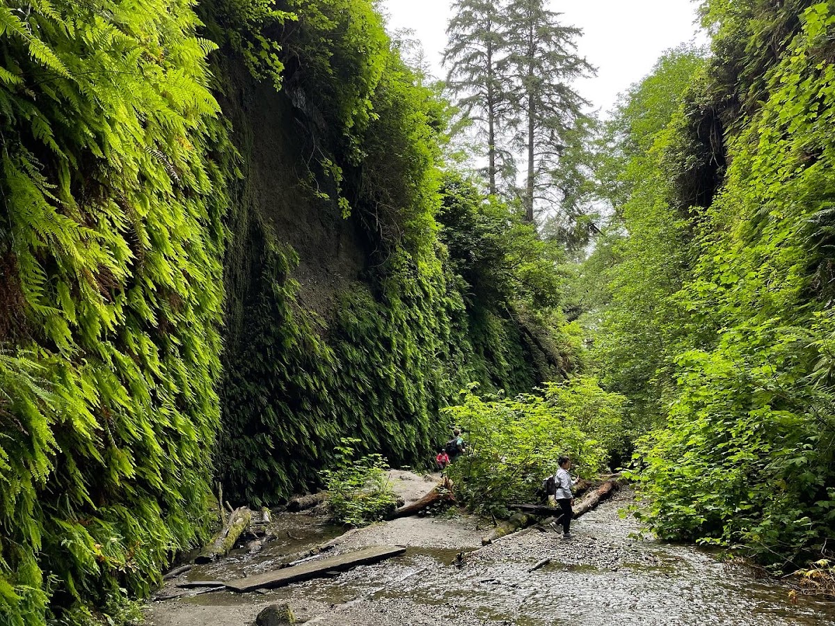 Fern Canyon Loop Trail