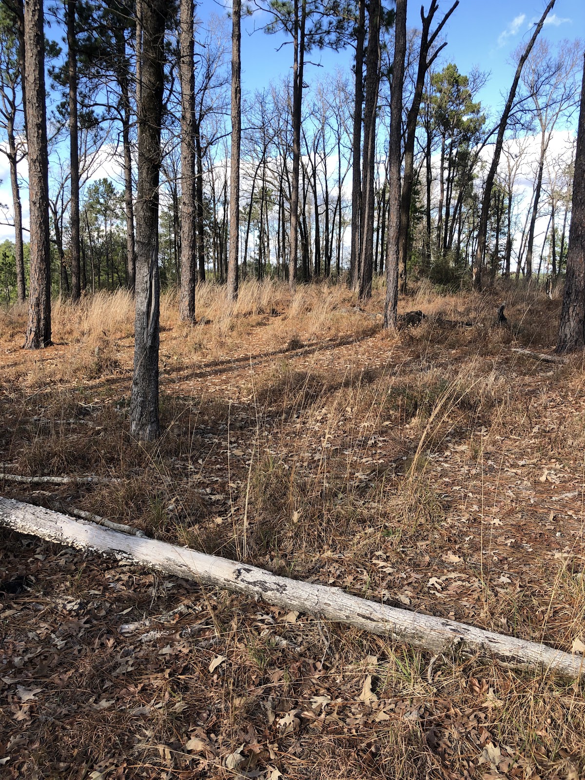 Caroline Dormon Trail