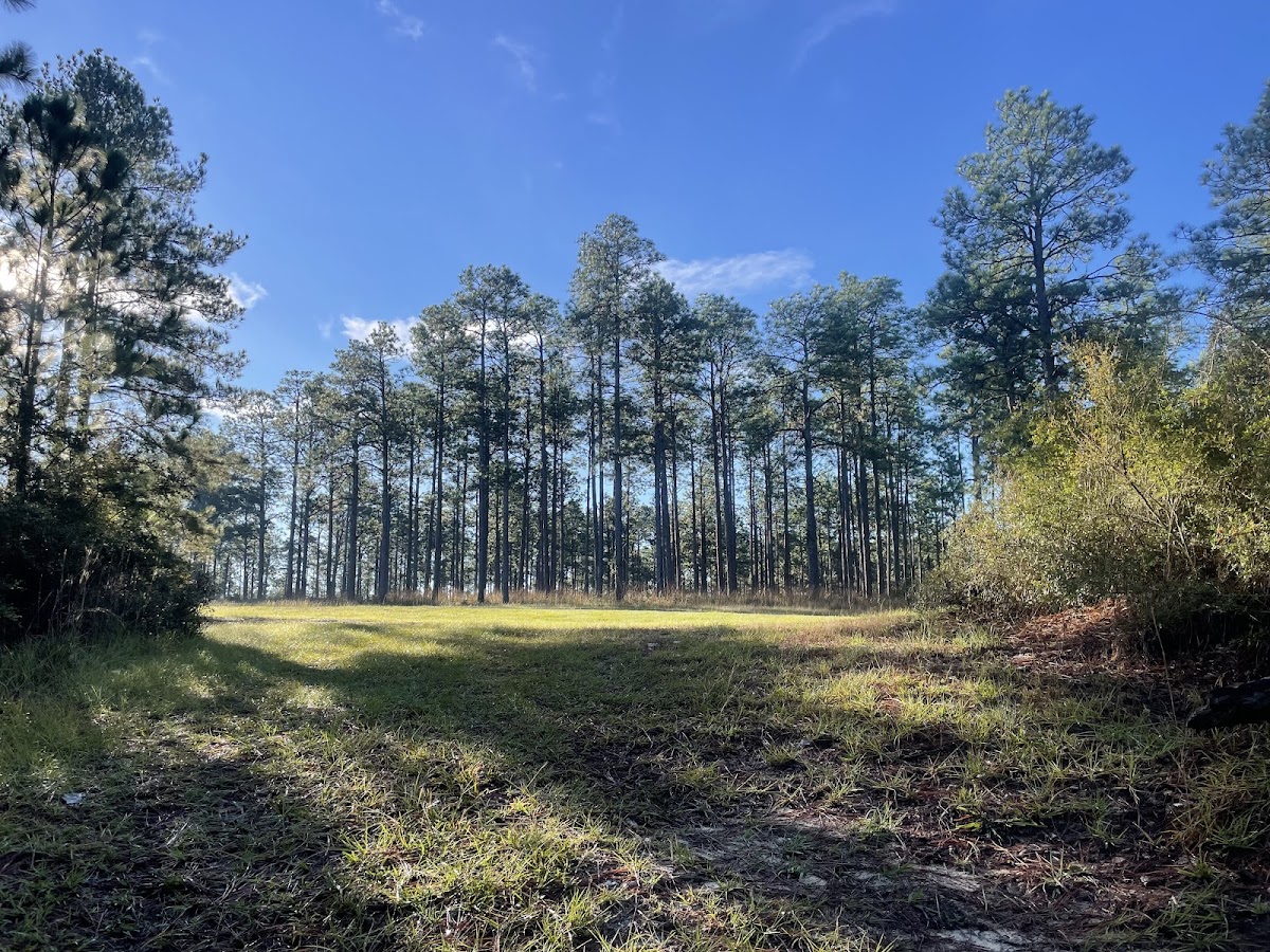 Turpentine Hill Trail