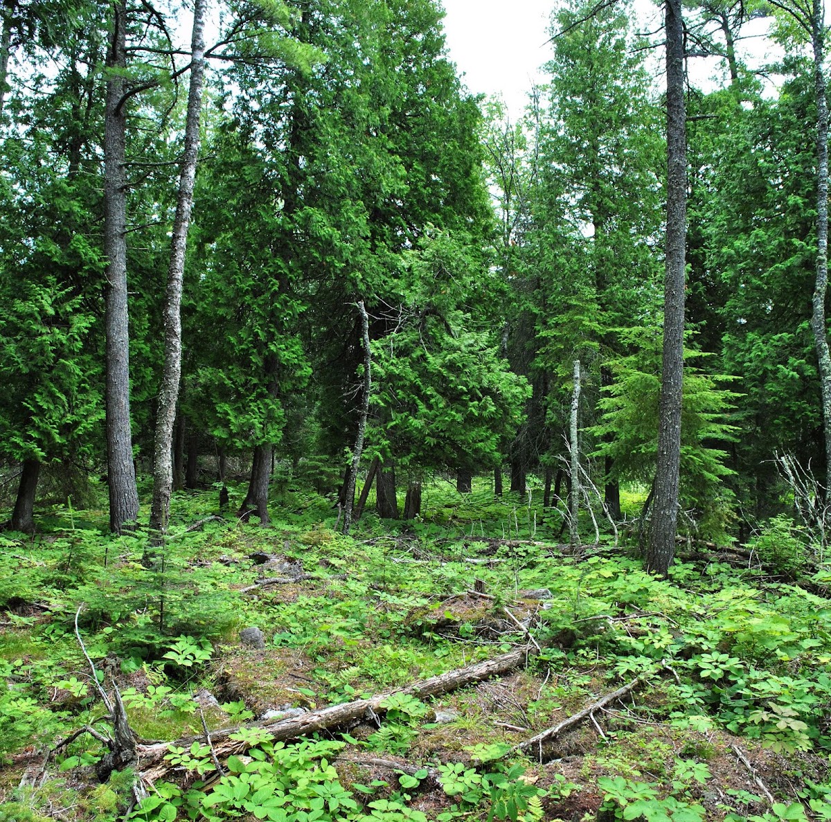 Bailey's Harbor Boreal Forest And Wetlands State Natural Area