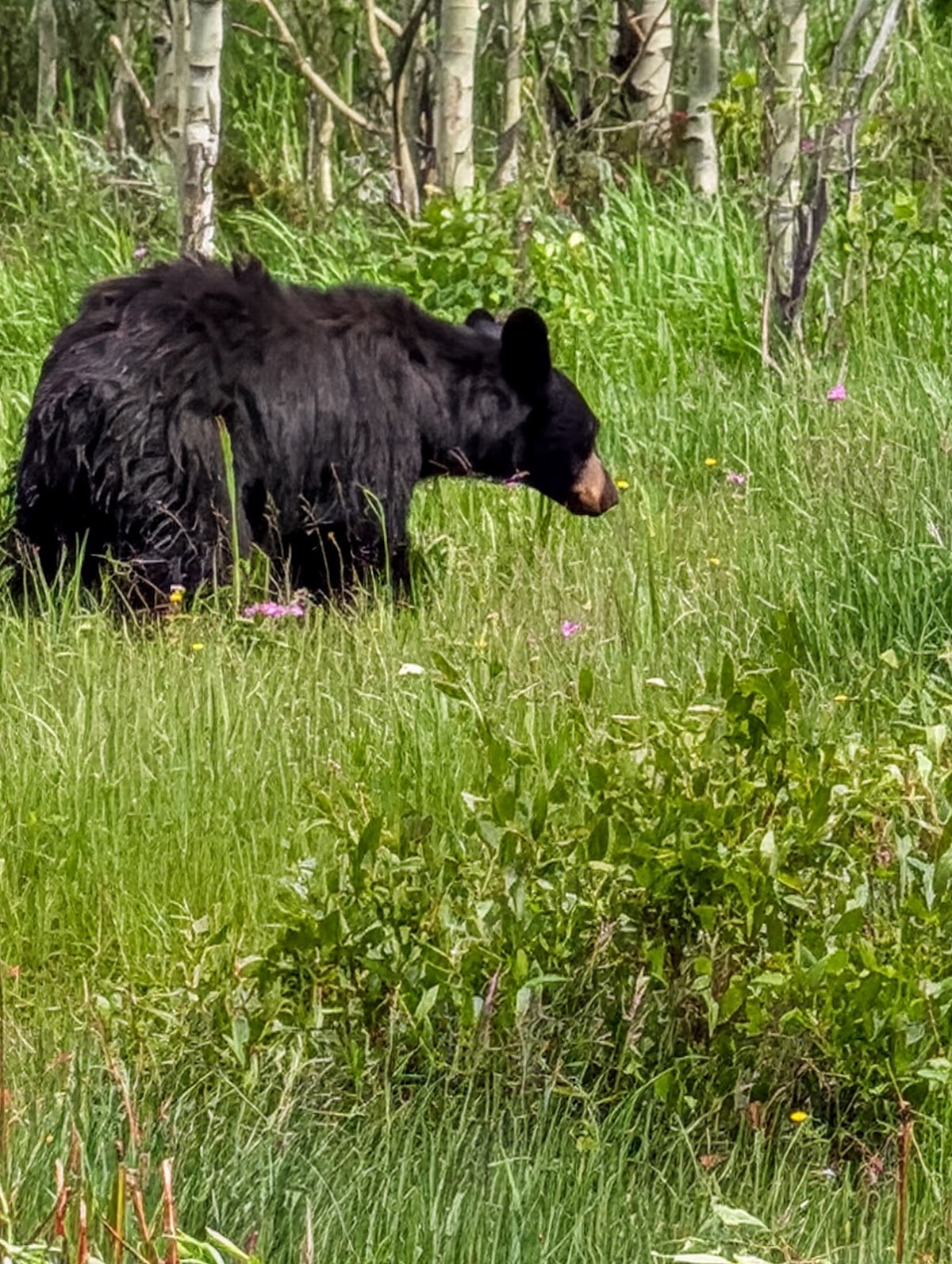 Buffalo Plateau Trail