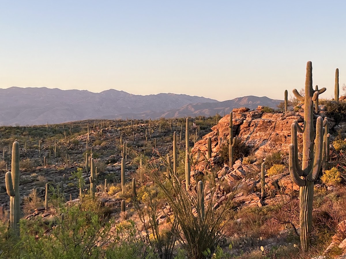 Tanque Verde Ridge Trail