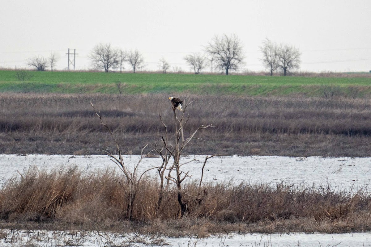 Hackberry Flat Wildlife Management Area