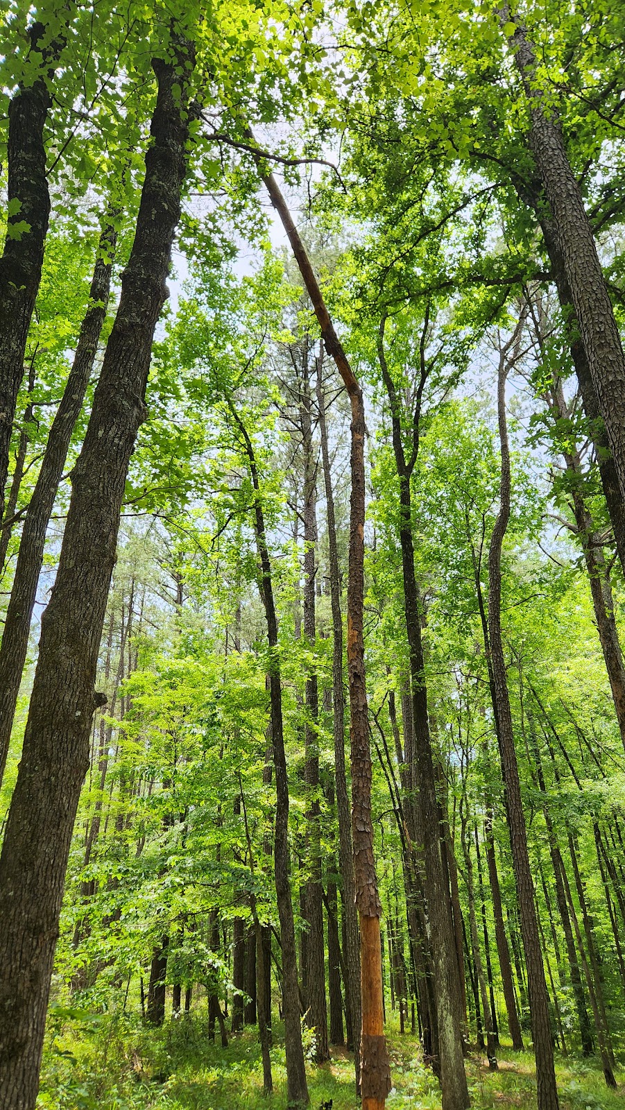 North Trail