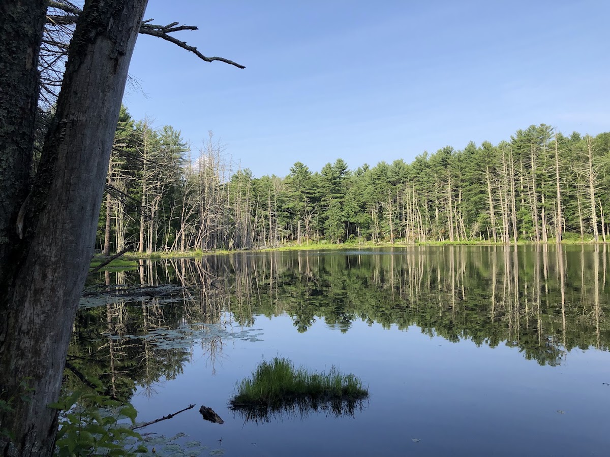 Upton State Forest