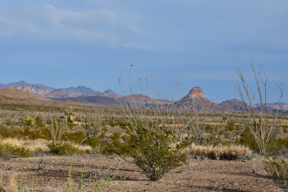 Ocotillo Grove