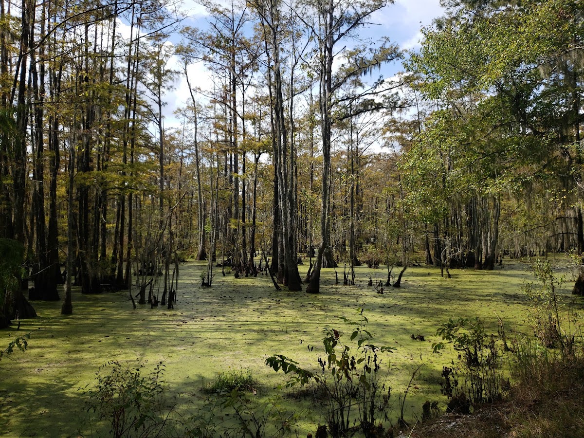 Dungannon Plantation Heritage Preserve