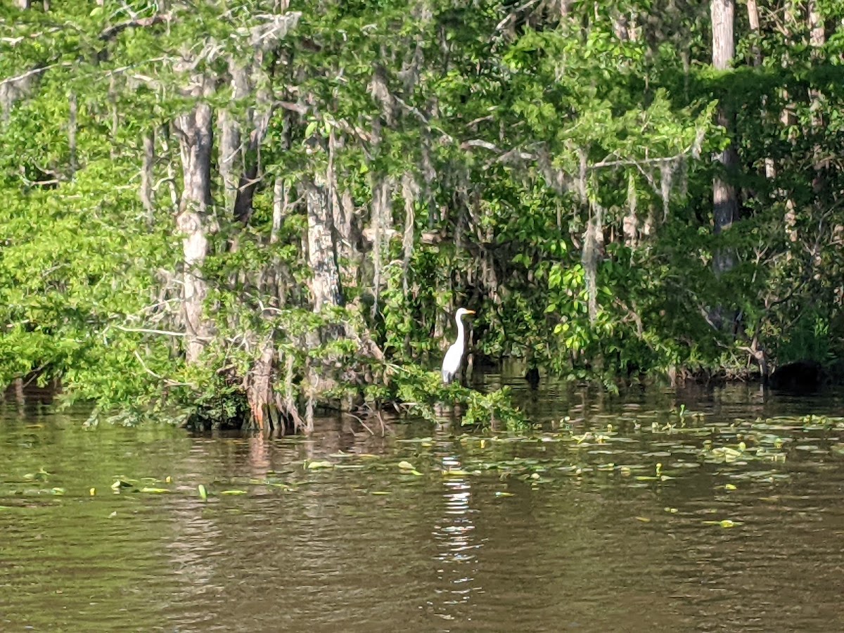 Tchefuncte River