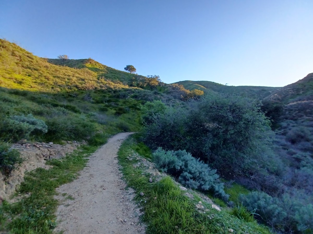 Coyote Trail