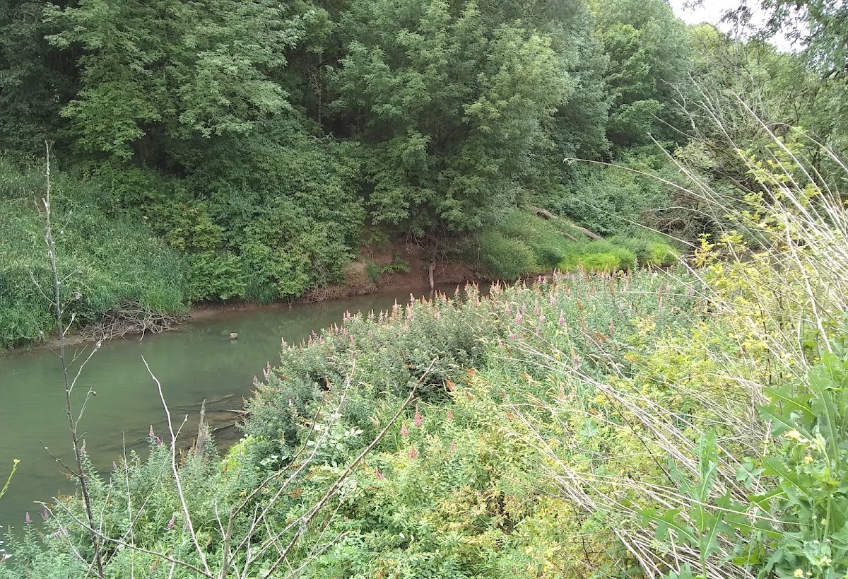 Tualatin River