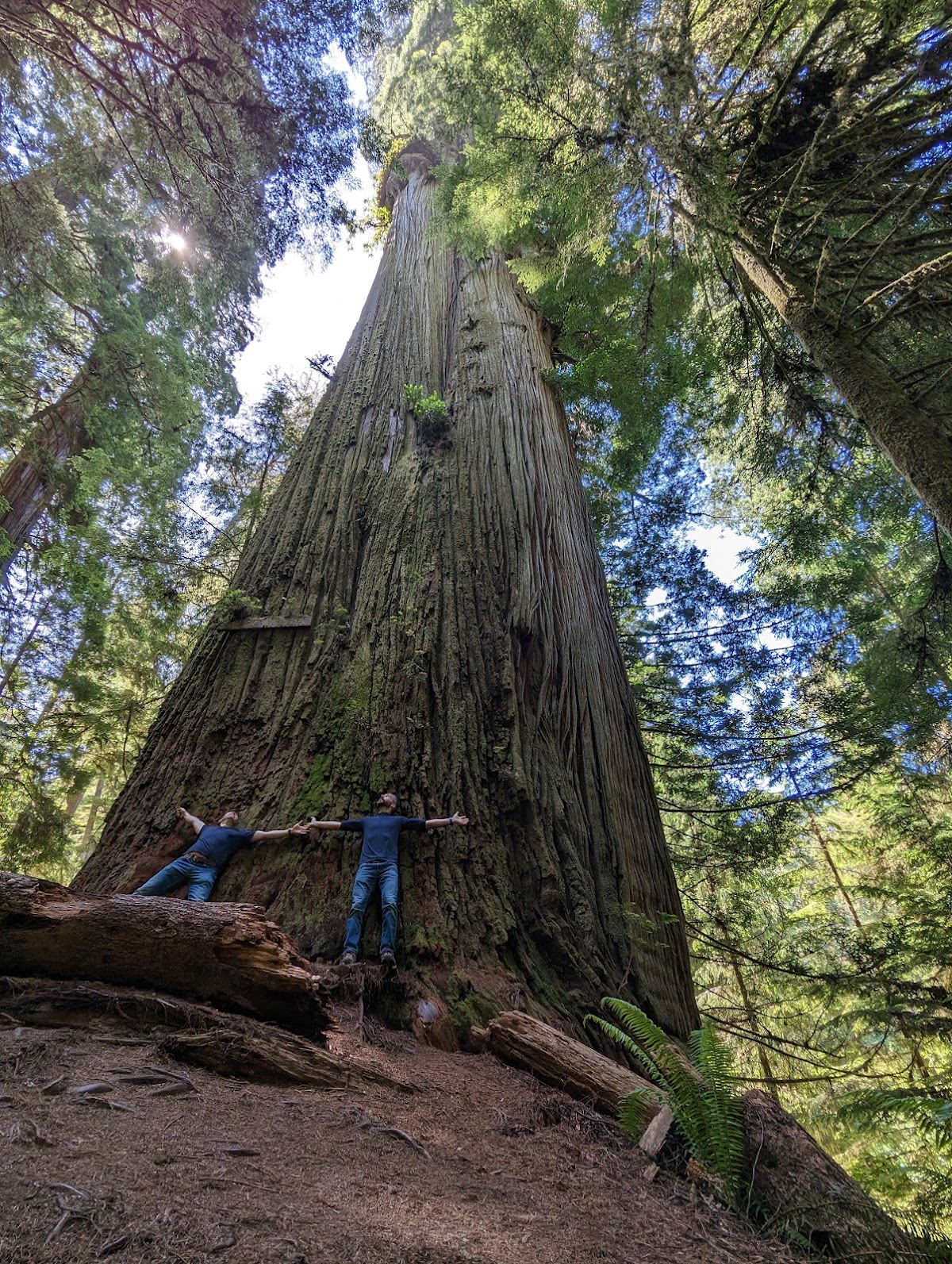 Boy Scout Tree Trail