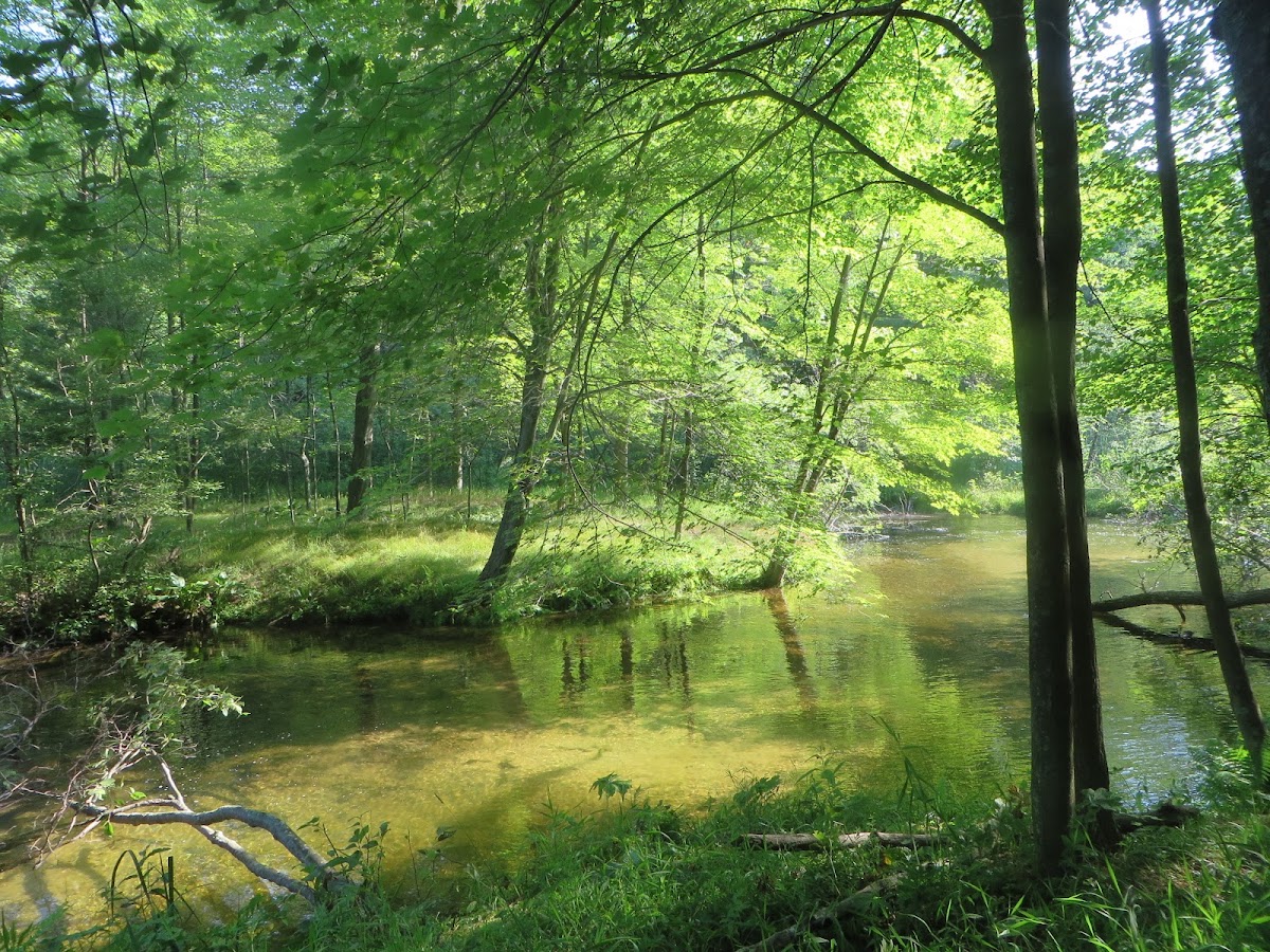 Cleveland Creek