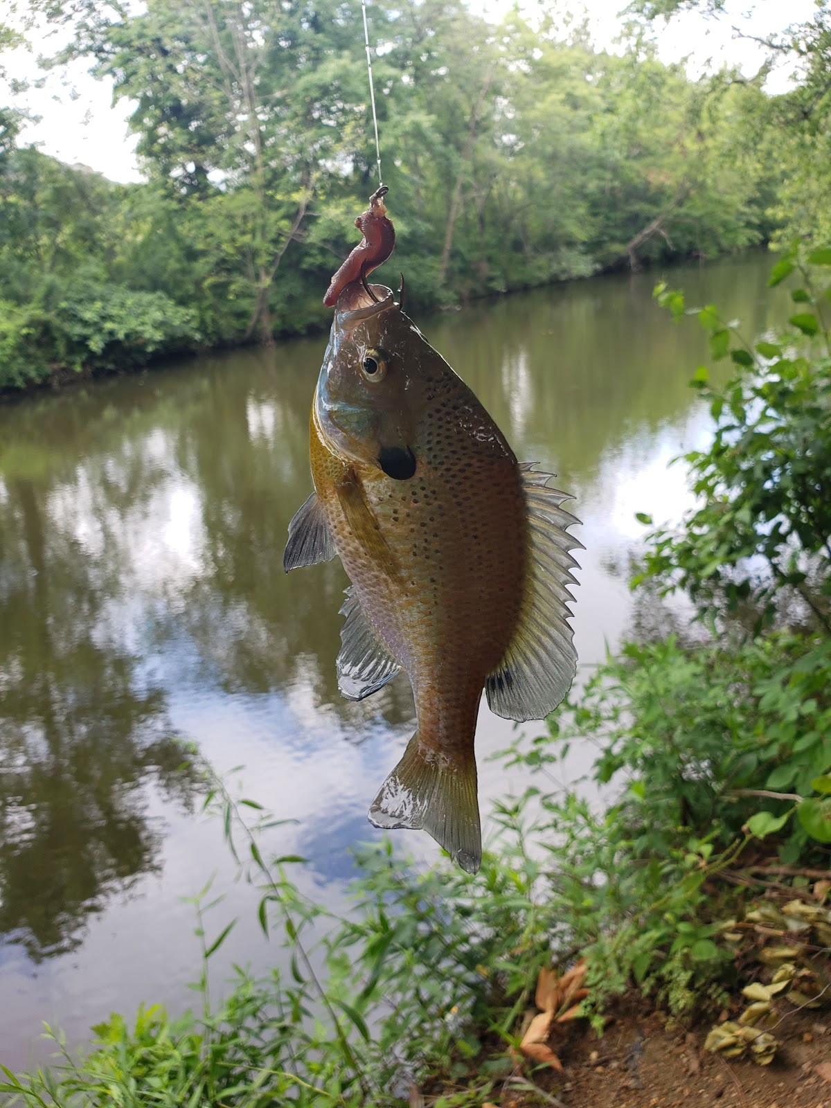 Pike Creek