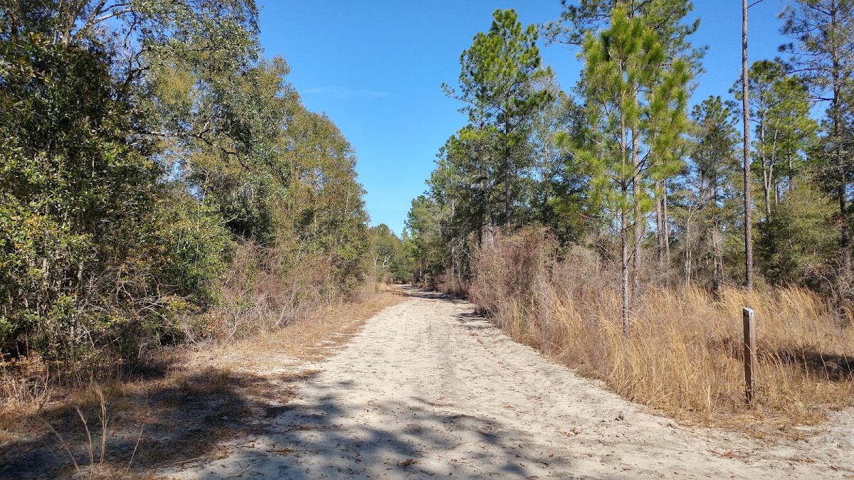 Saint Marks River Preserve State Park