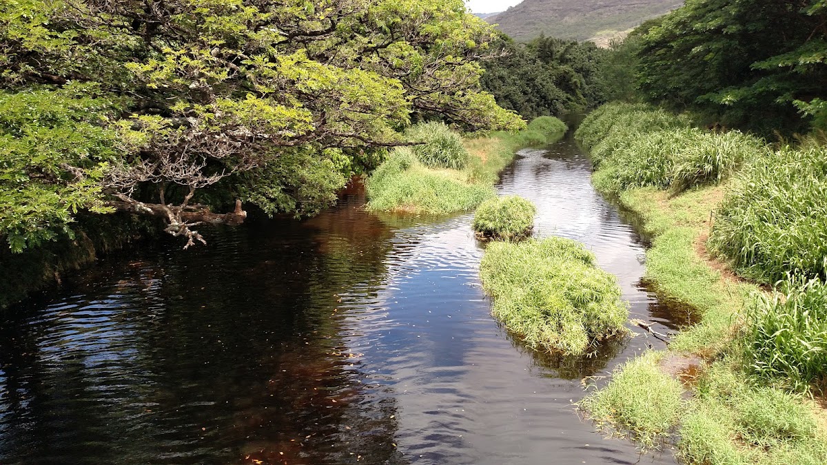 Waimea River