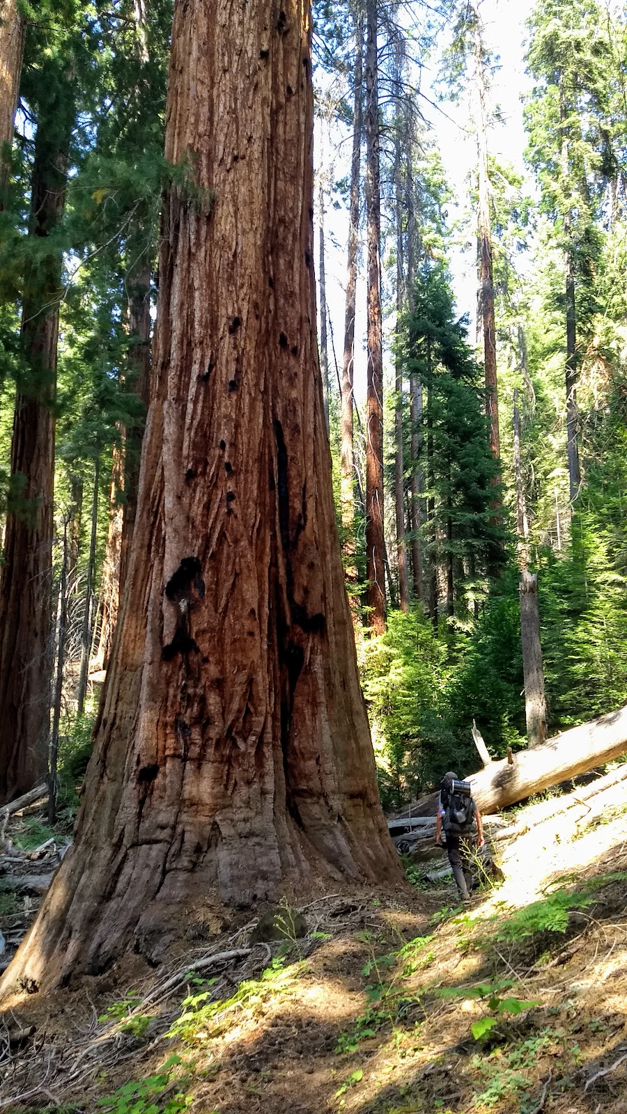 Little Redwood Meadow Grove