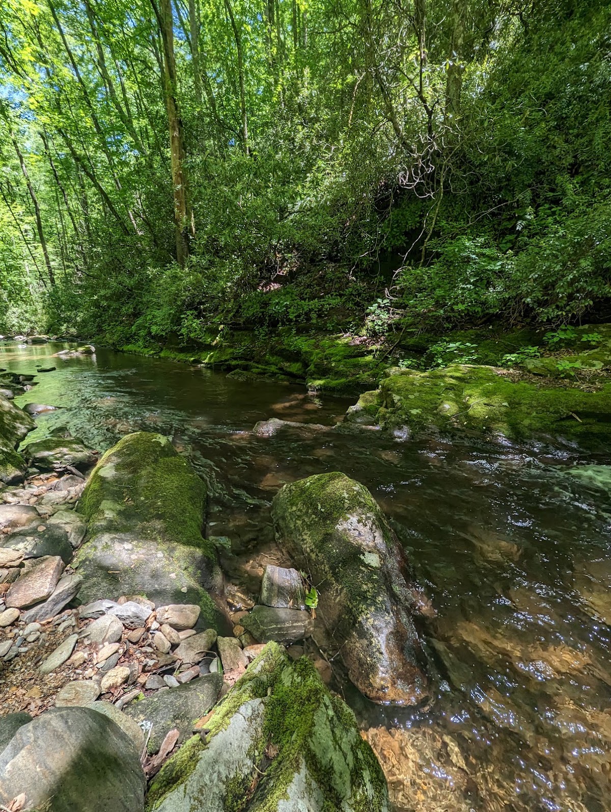 Bradley Creek Trail
