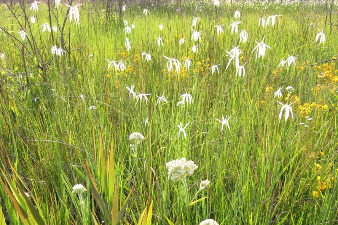 Sandy Run Savannas State Natural Area