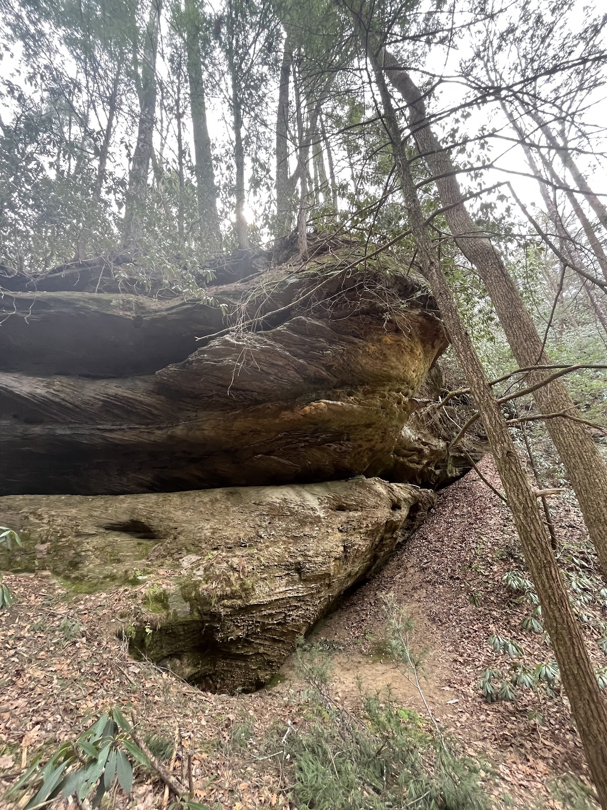Rough Trail #221