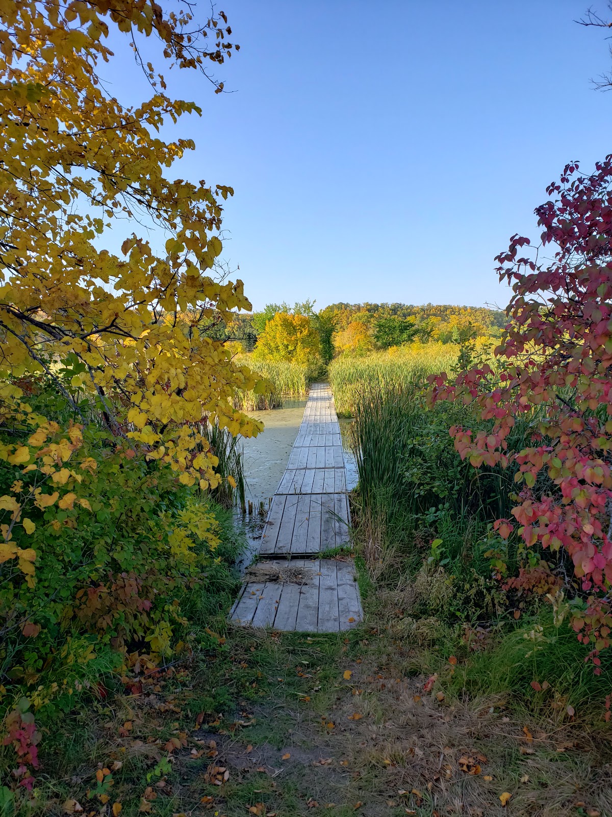 Trault State Forest