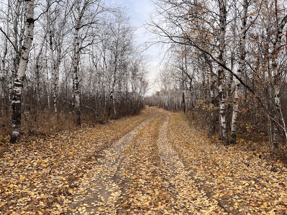 Mouse River State Forest