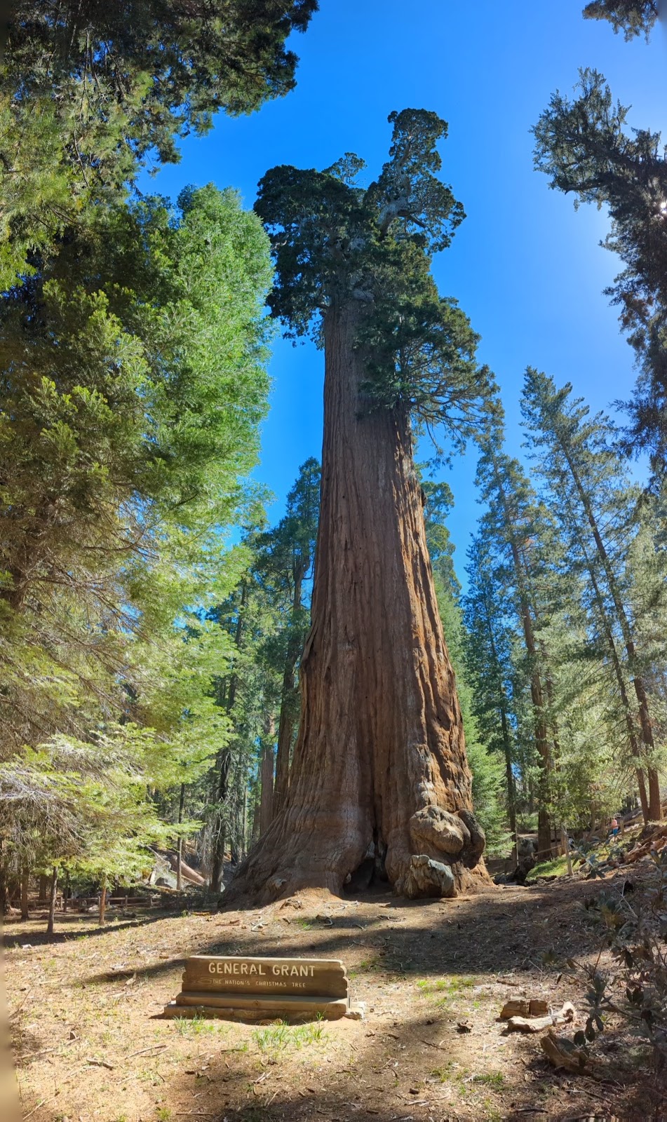 Grant Grove