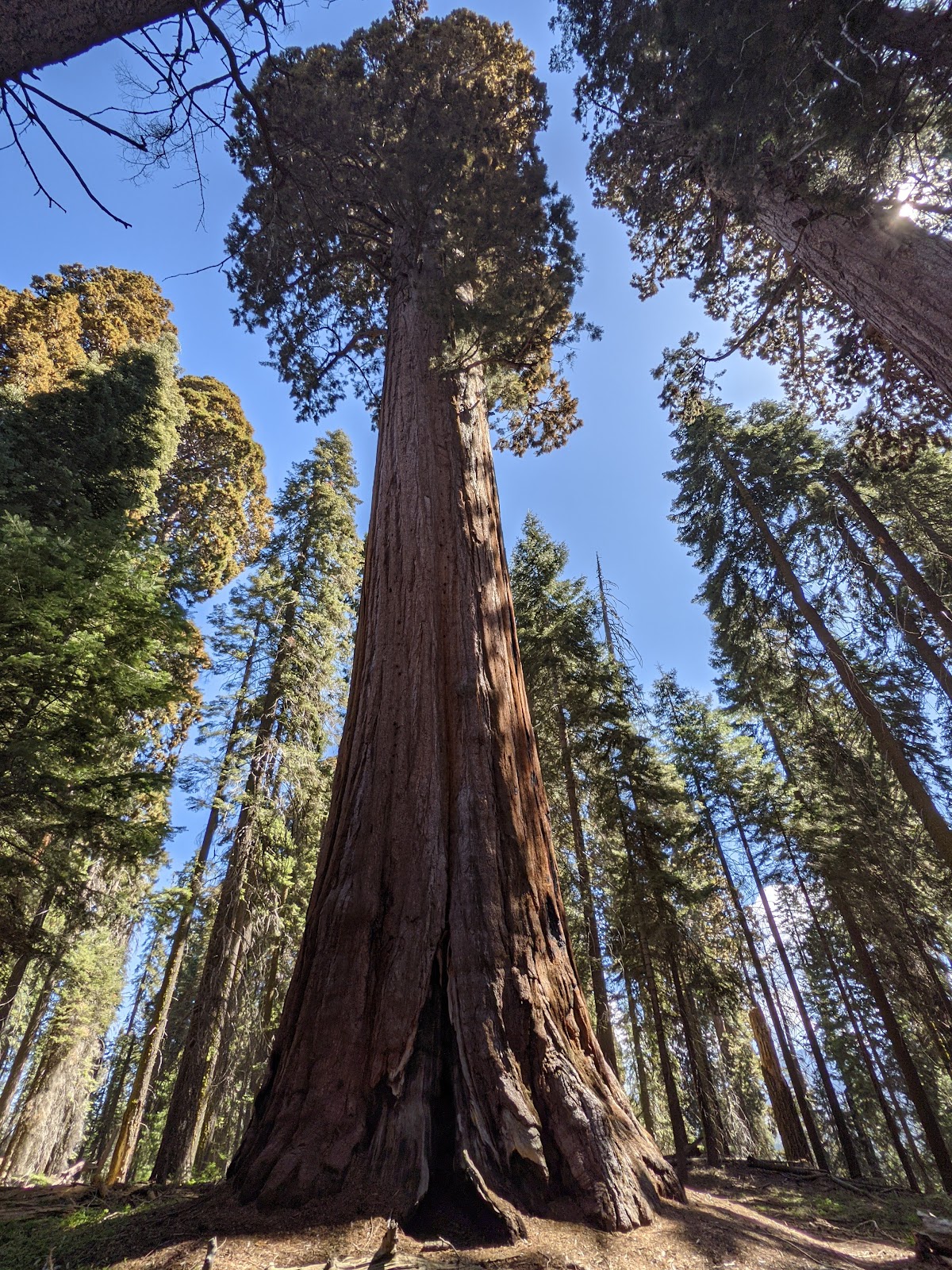 Muir Grove