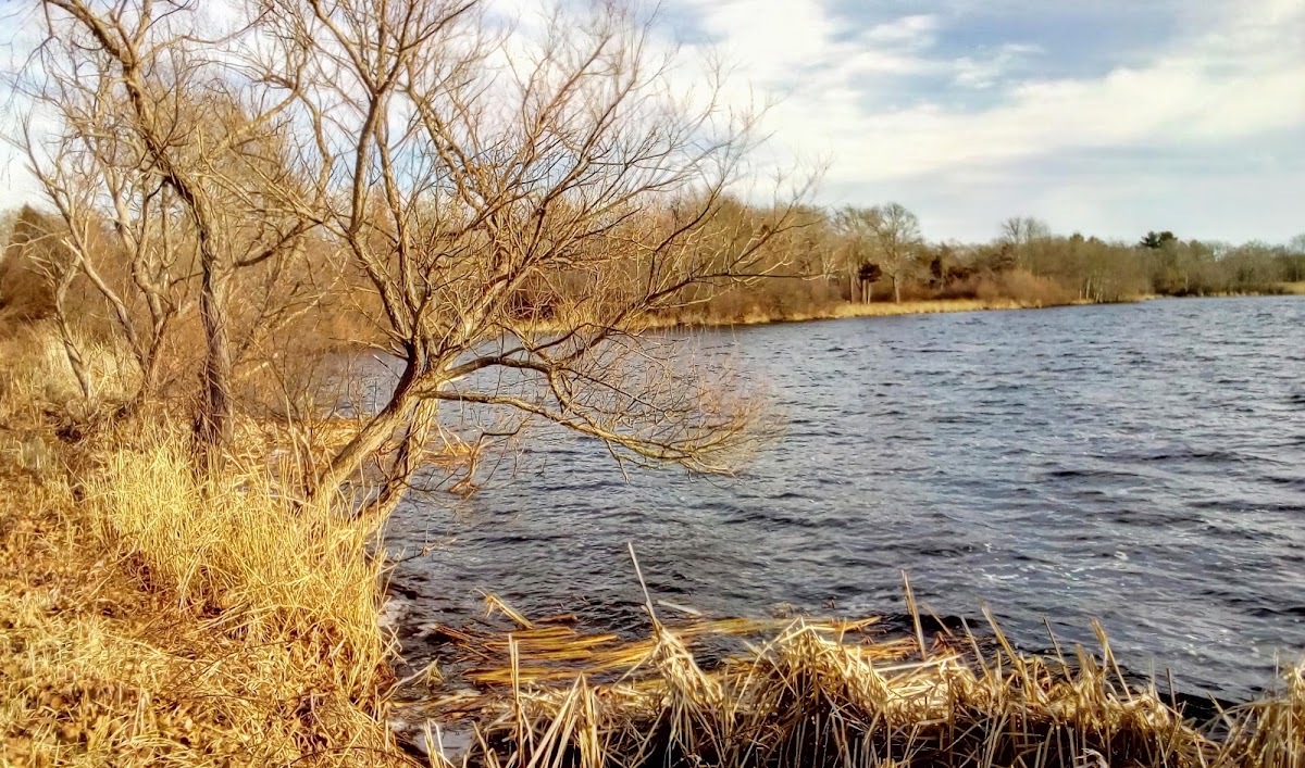 Nonquit Pond