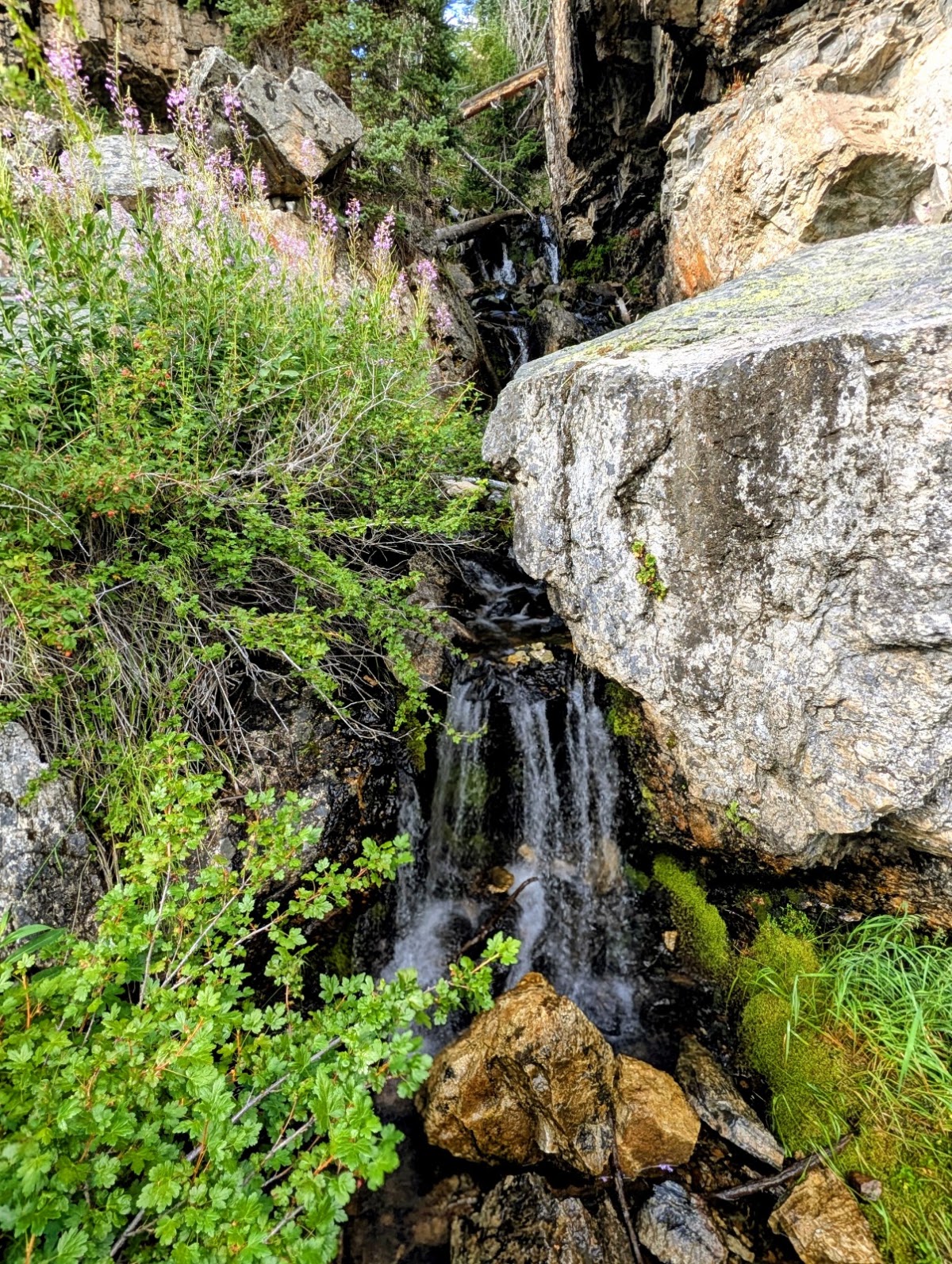 East Inlet Trail