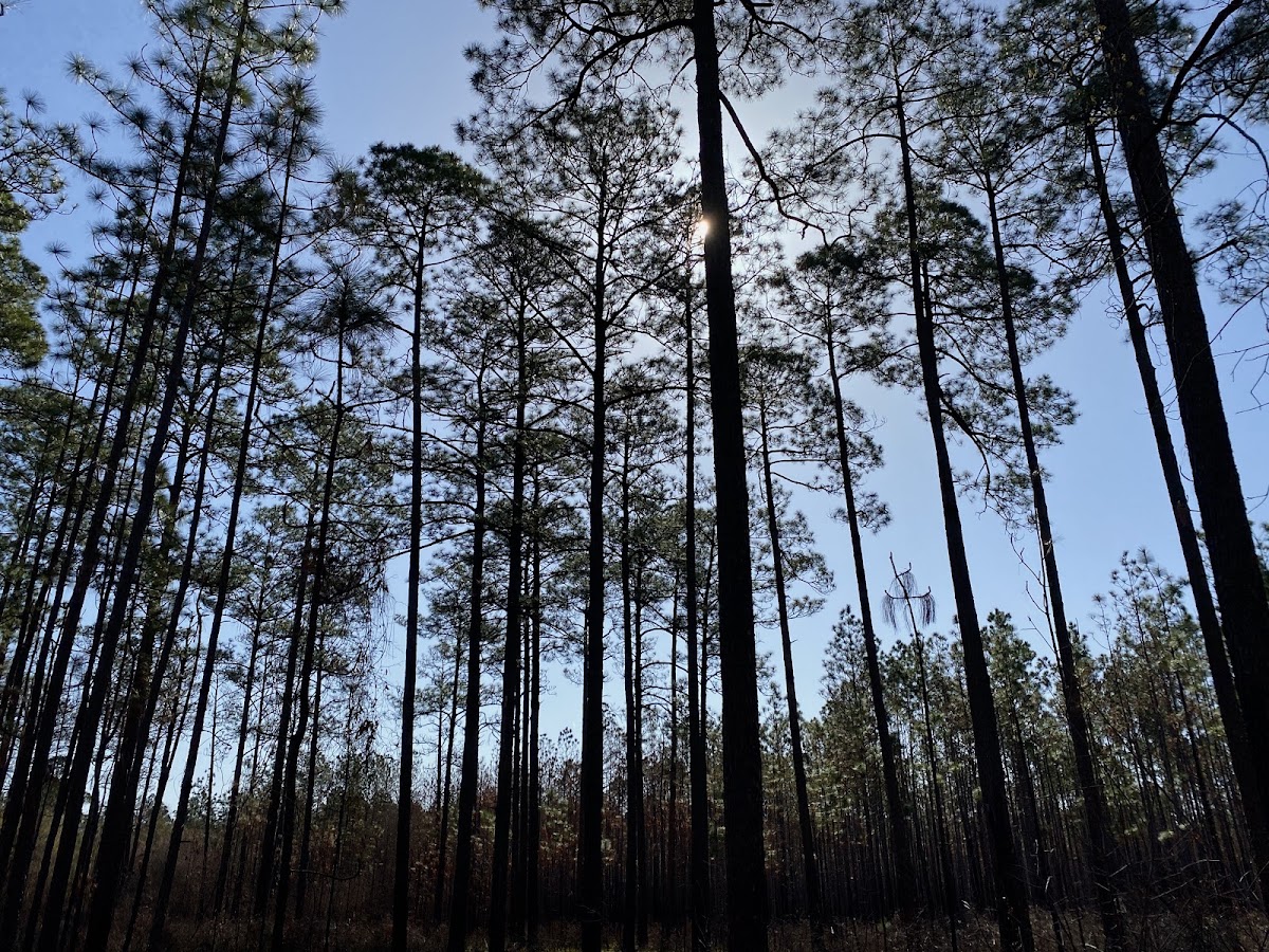 Conecuh Trail
