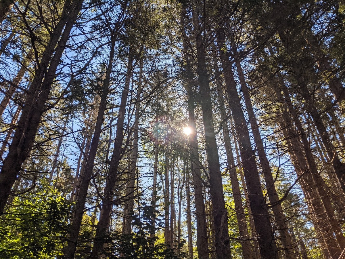 Windsor State Forest