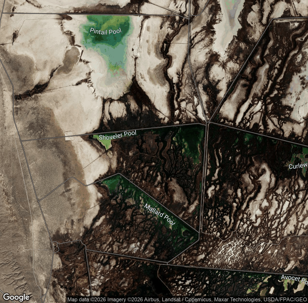Shoveler Pool
