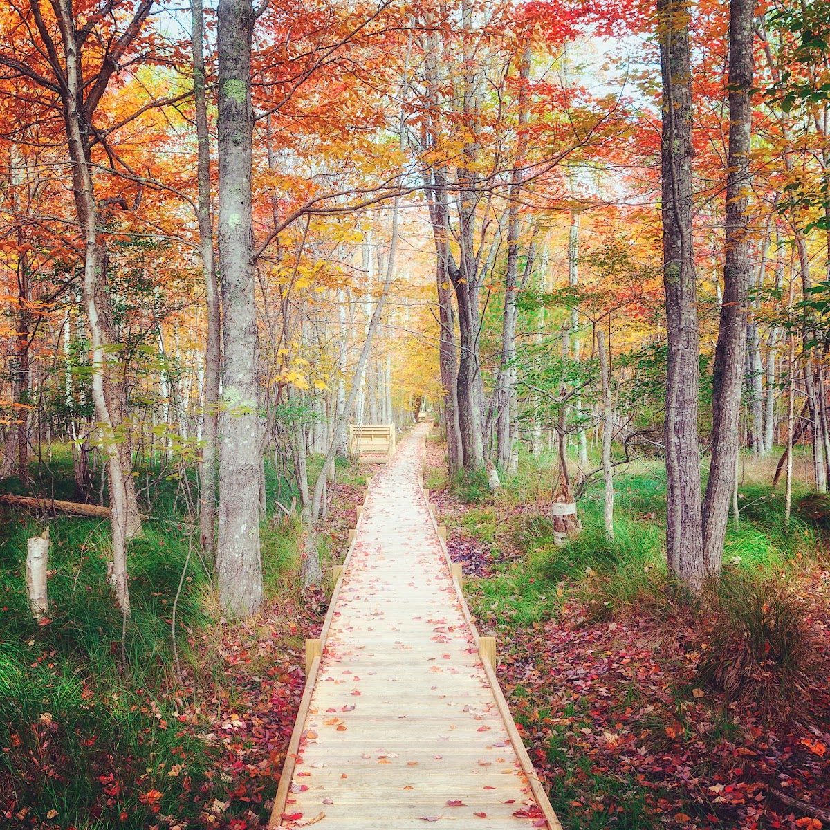 Wild Gardens Path