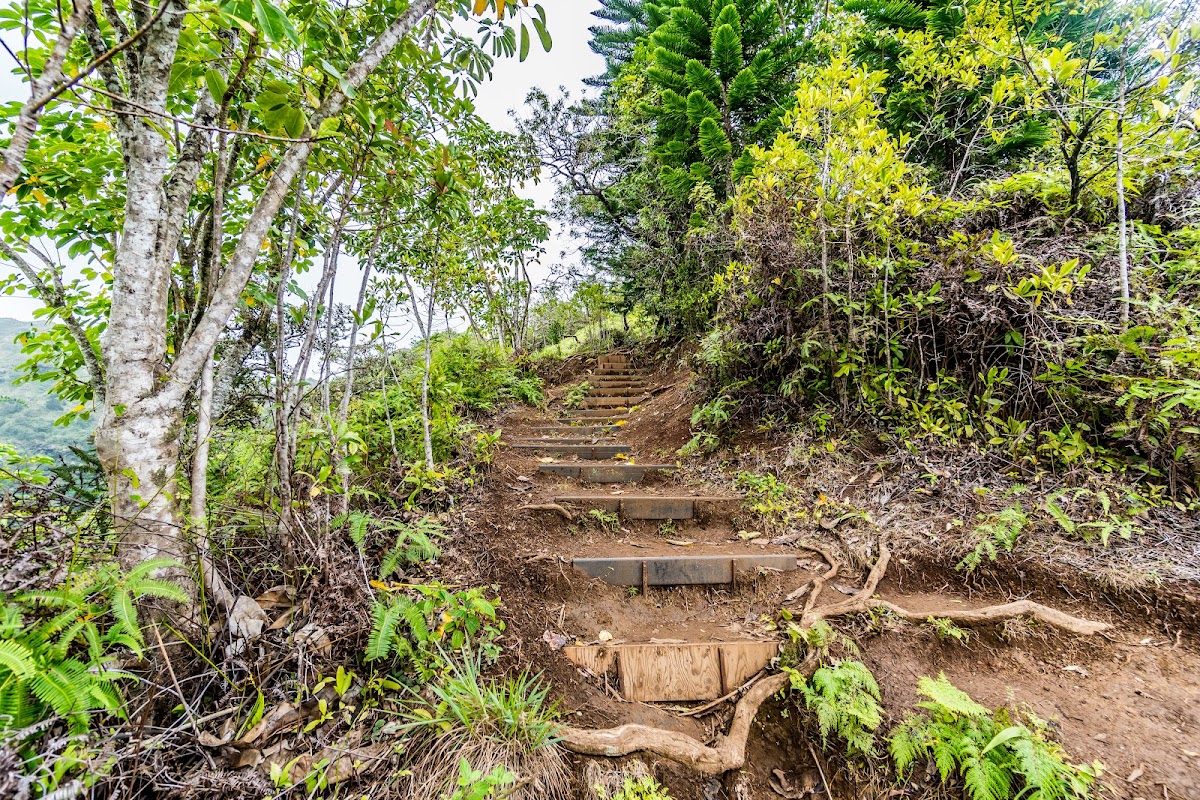 Kuli'ou'ou Ridge Trail