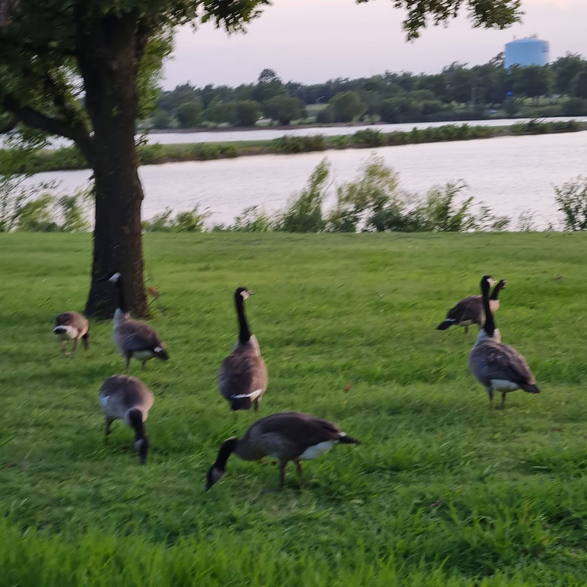 Boomer Lake