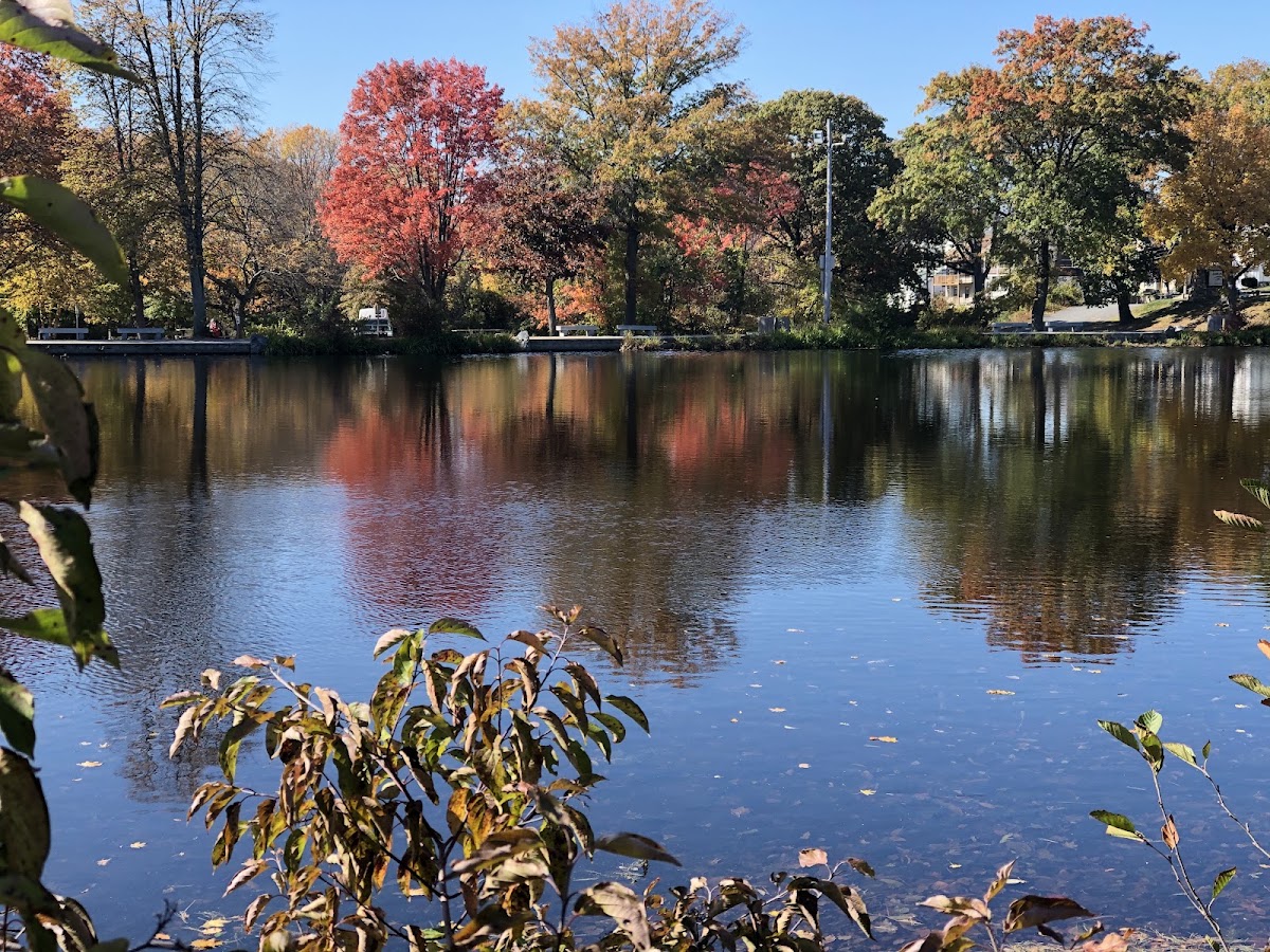 Cass Park