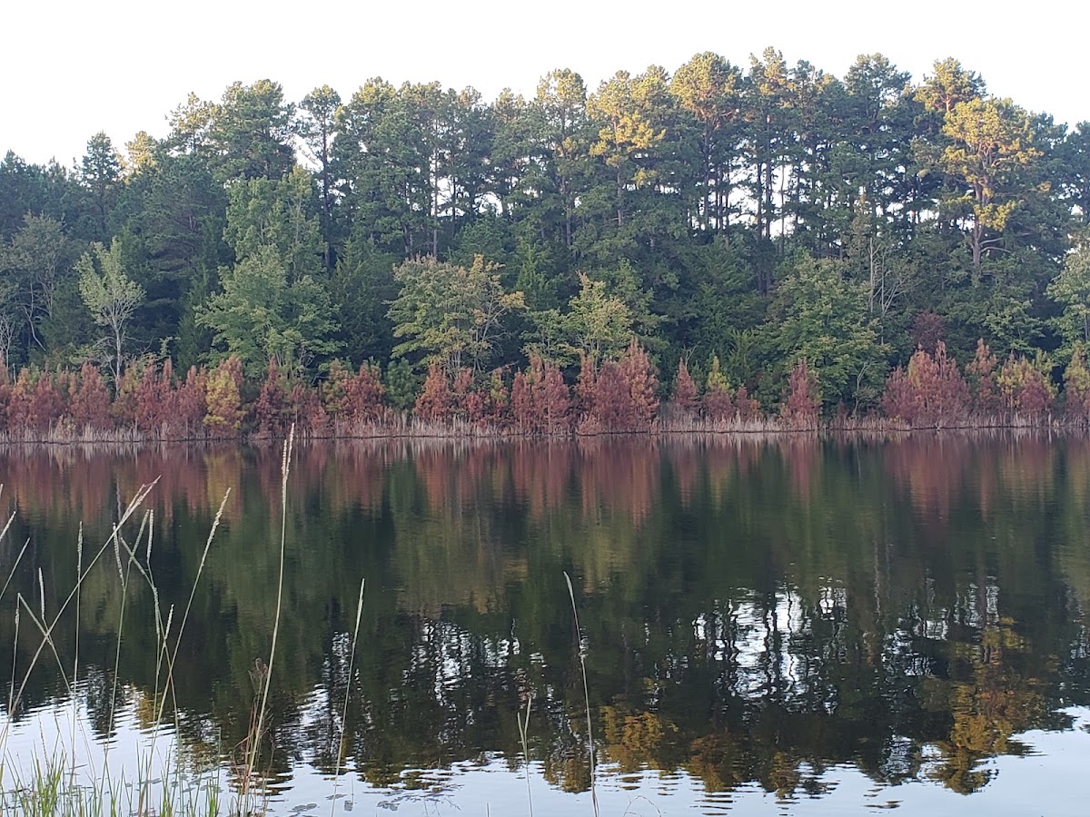 Old Natchez Trace Lake