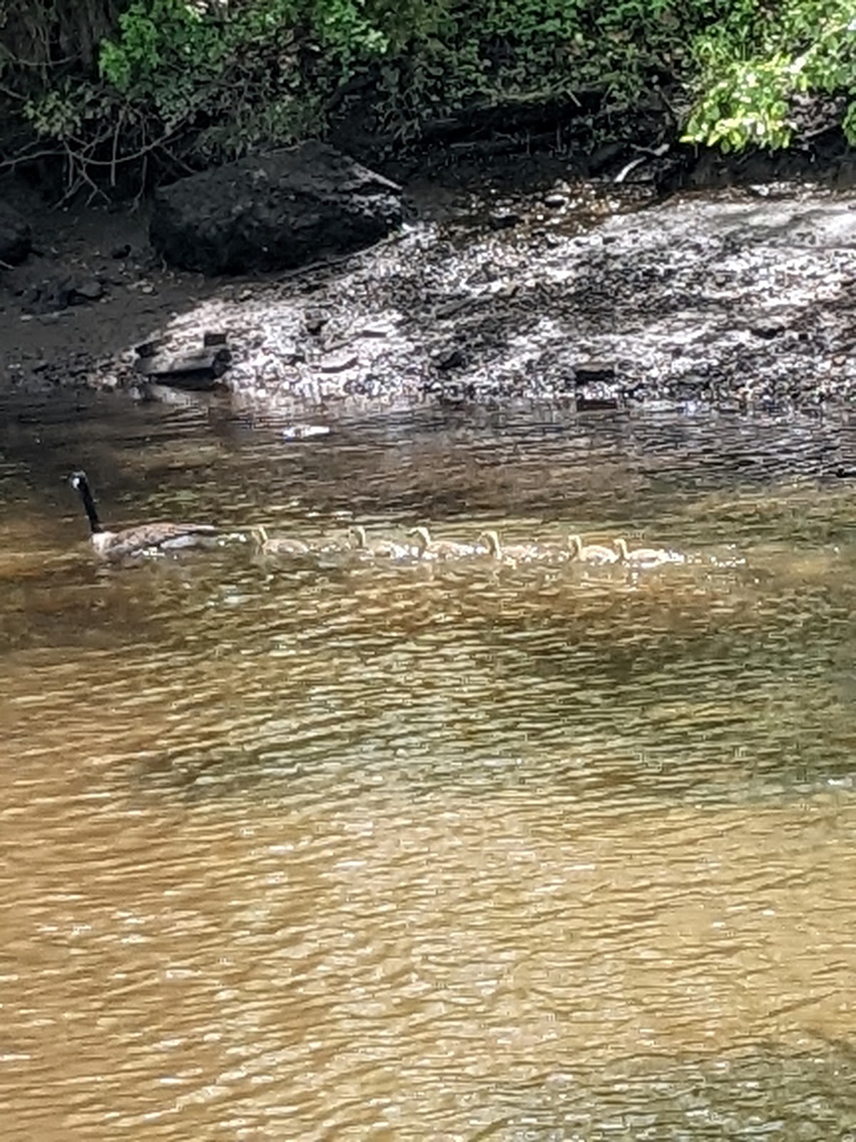 Mantua Creek