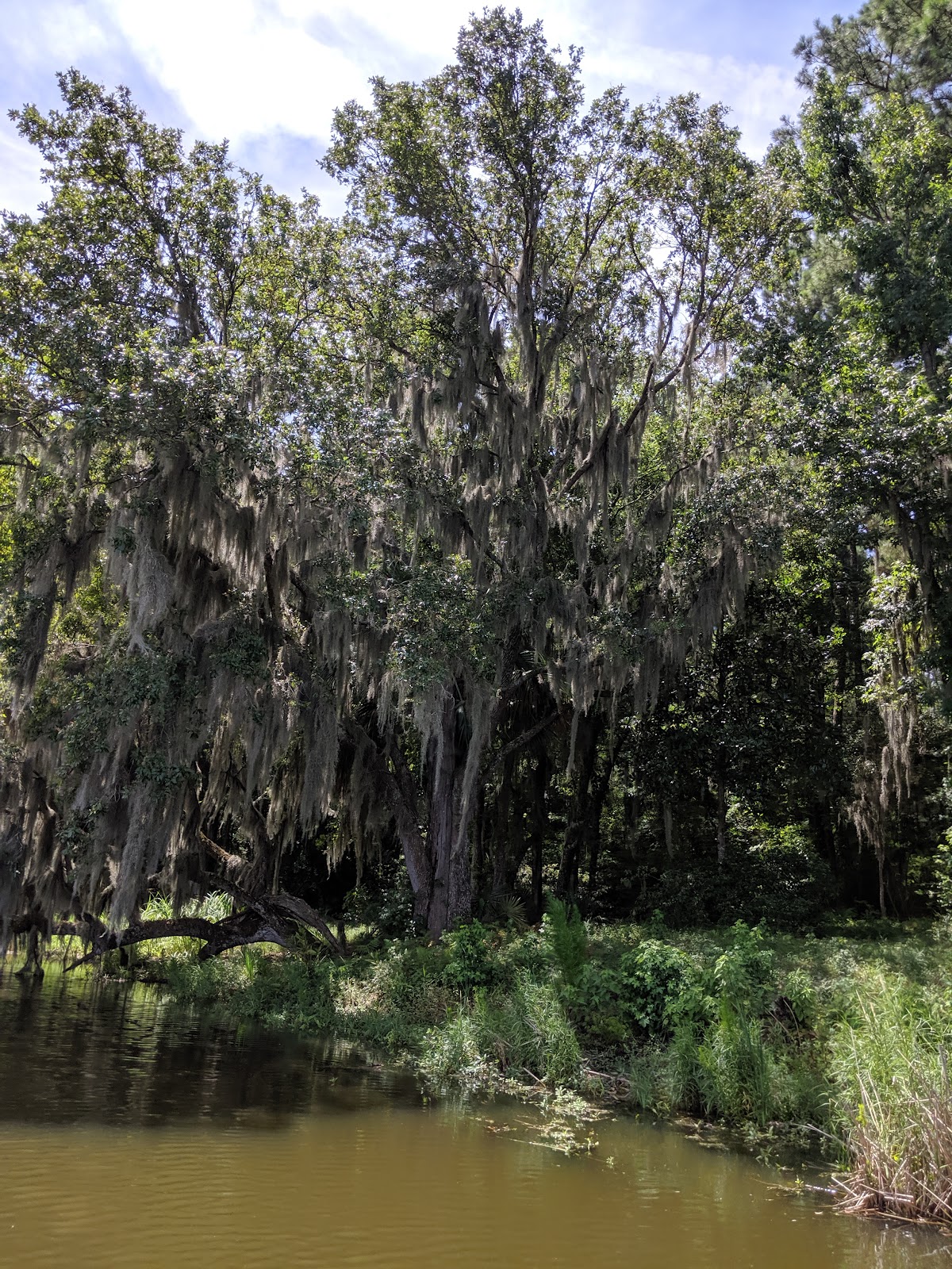 Ashley River