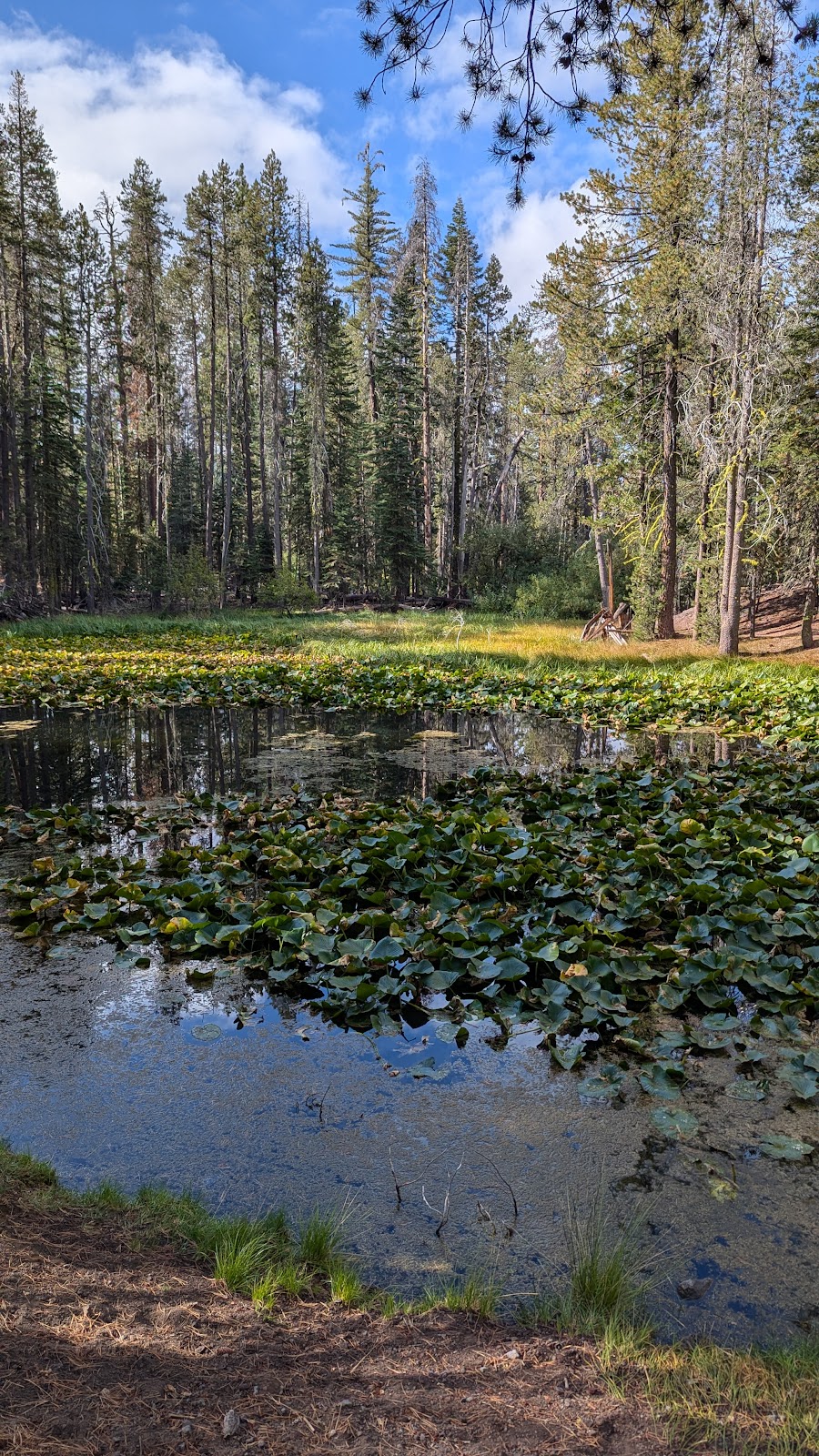Lily Pond Trail