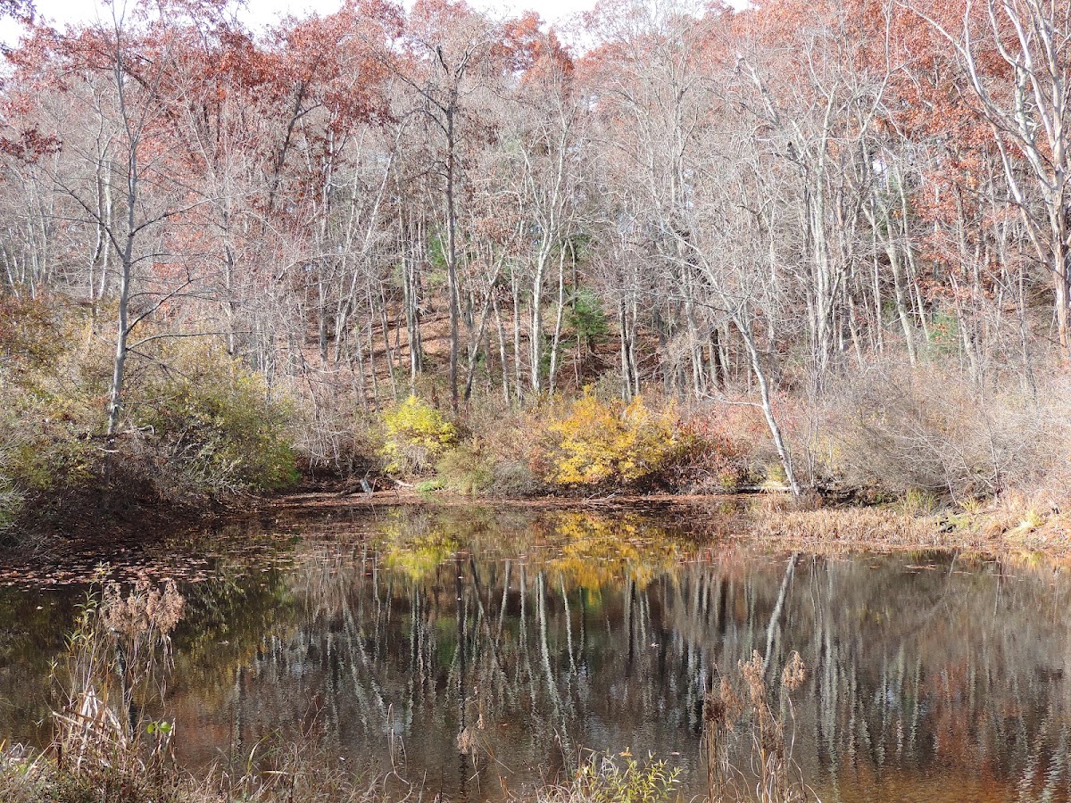 Laughing Brook Wildlife Sanctuary