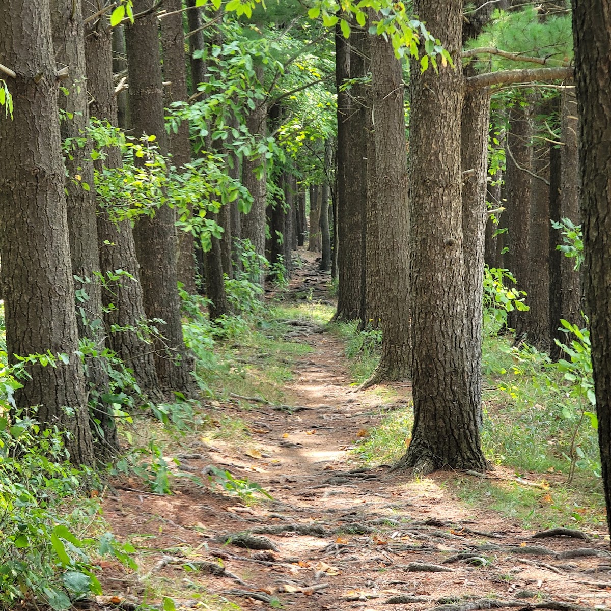 Pine Lane Trailhead