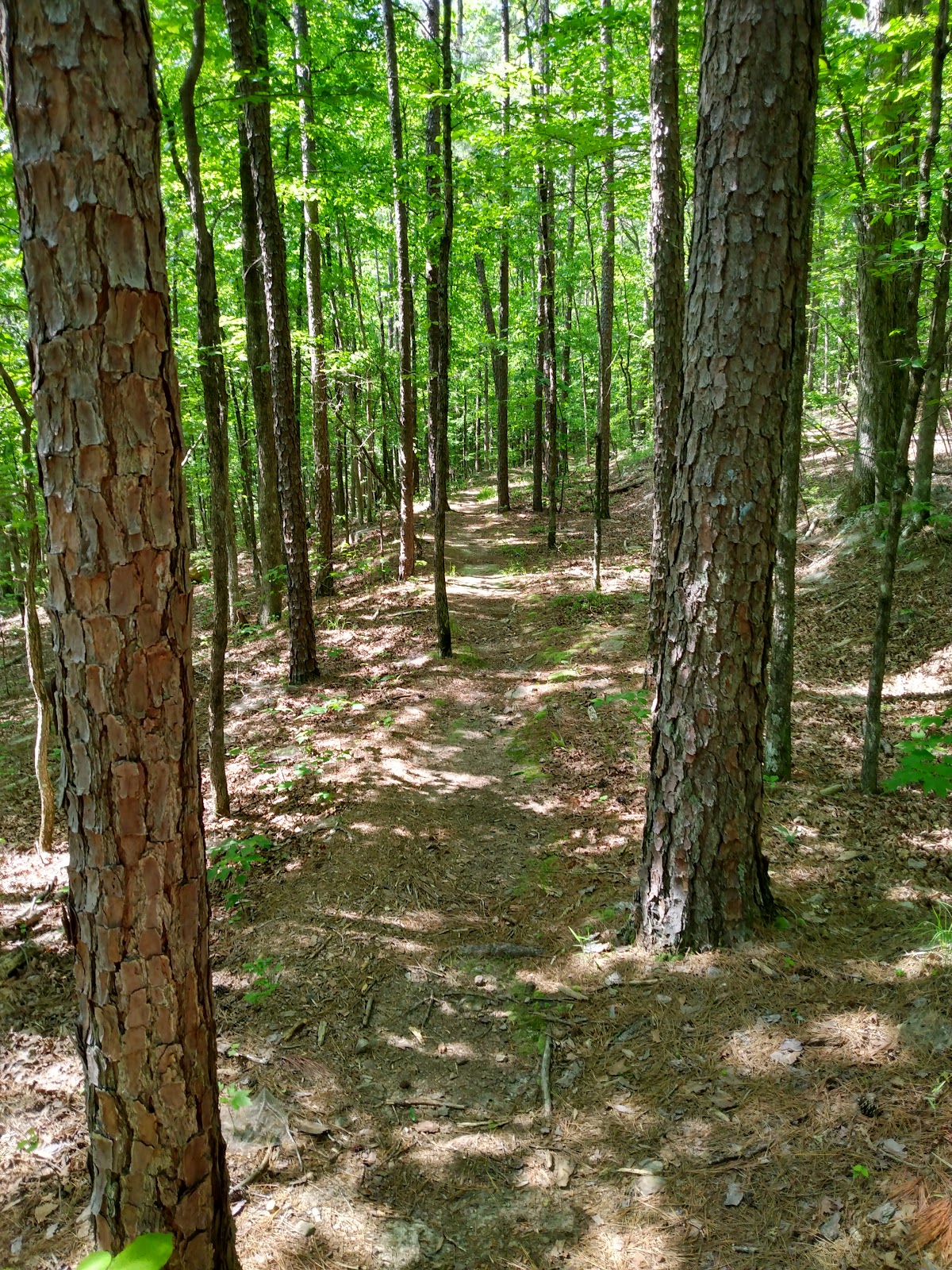 Black Fork Mouuntain Trail