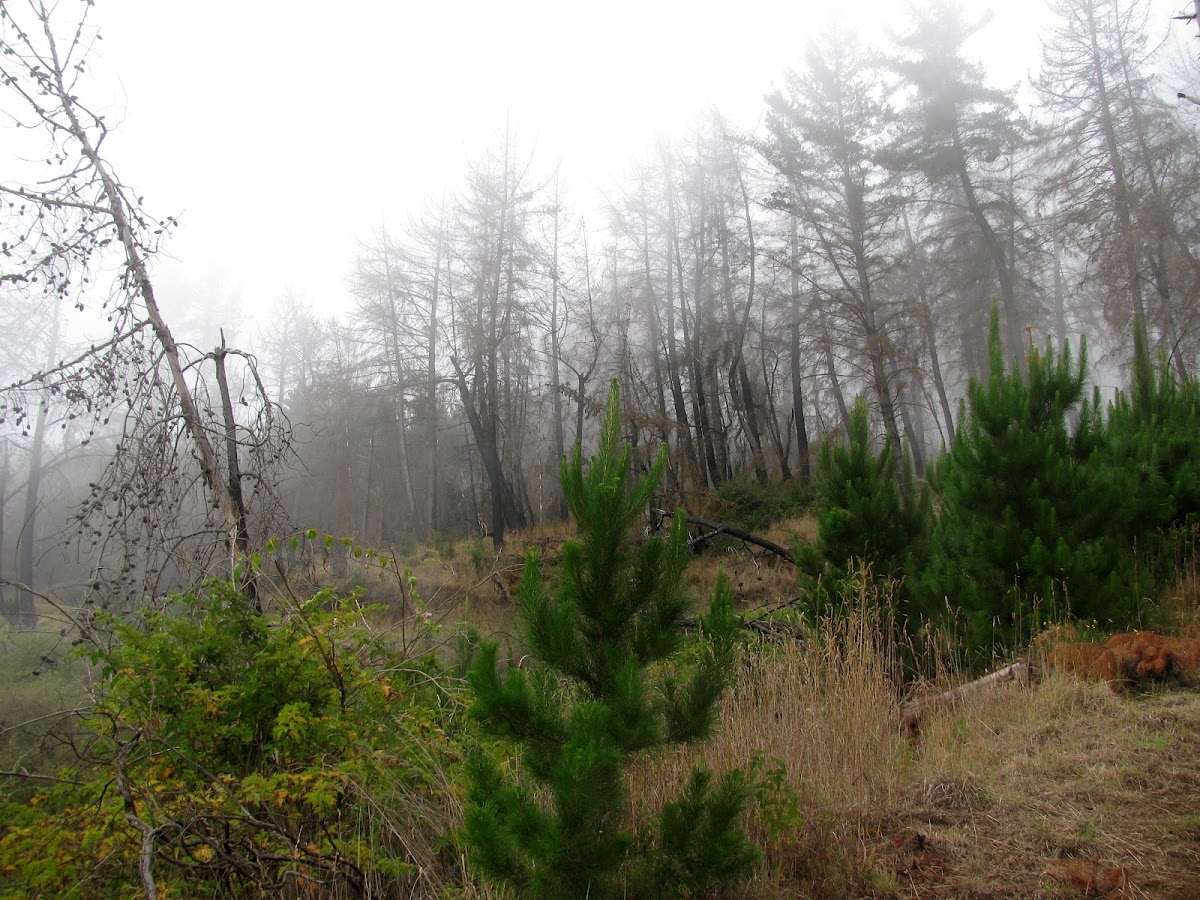 Boundary Trail