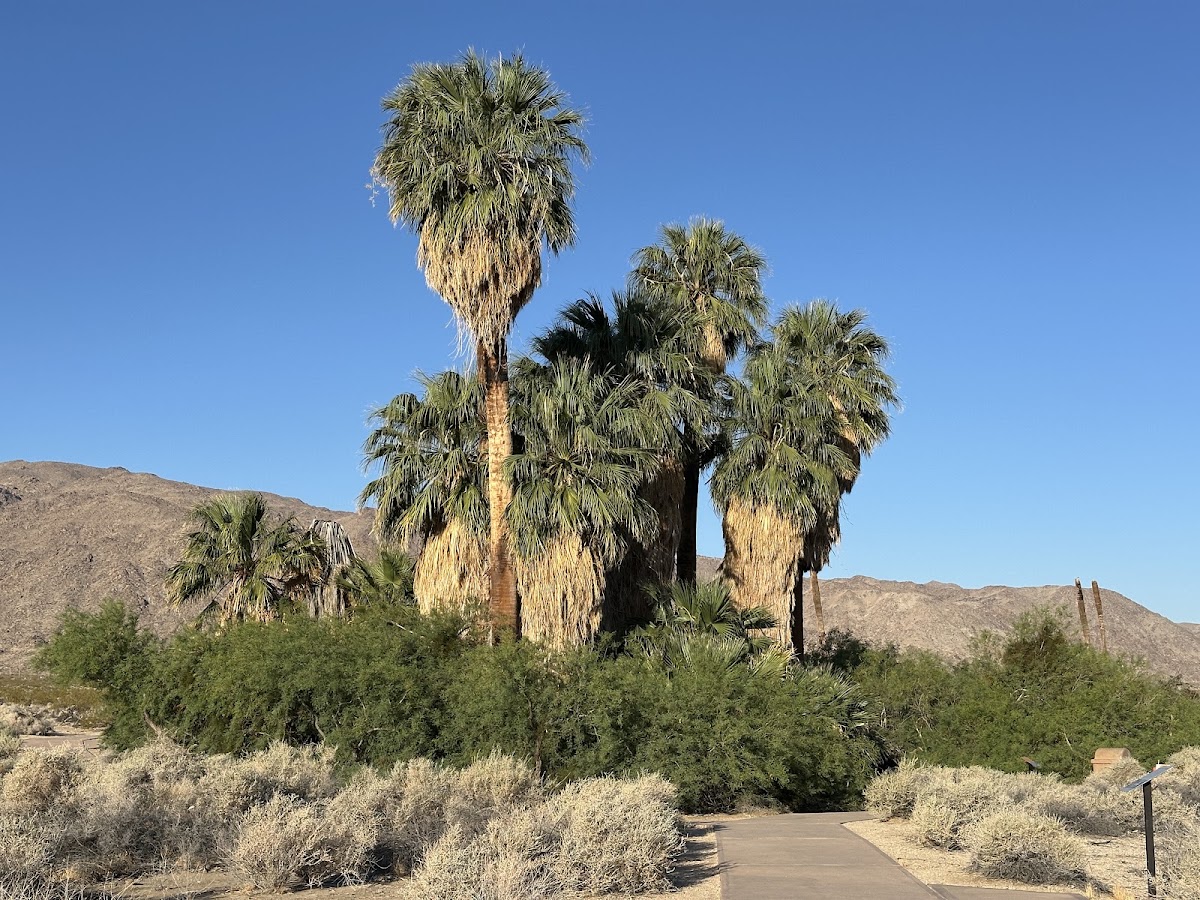 Oasis of Mara